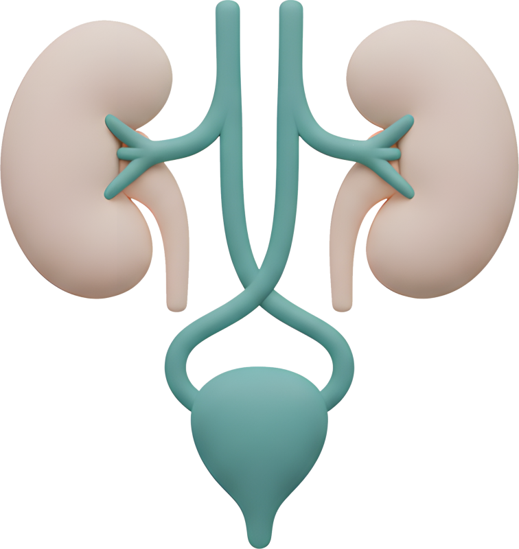 تخصص جراحة المسالك البولية